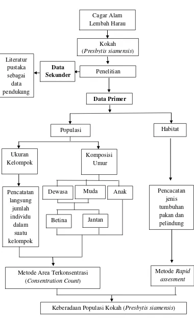 Gambar 1. Kerangka penelitian keberadaan populasi kokah (Presbytis siamensis) di Cagar Alam Lembah Harau Sumatera Barat