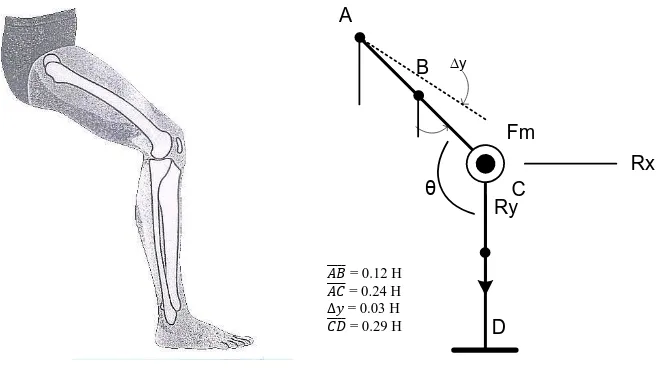 Gambar 3.3 Model dan Free-body Diagram untuk  Lutut dan Kaki Bagian Depan 