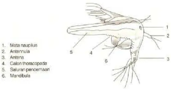 Gambar 2. Morfologi Nauplius Artemia 