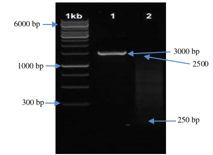 Gambar 6 Hasil aplikasi PCR ITS2 pada bakteri dari media  pikovskaya (1) dan carboxy  