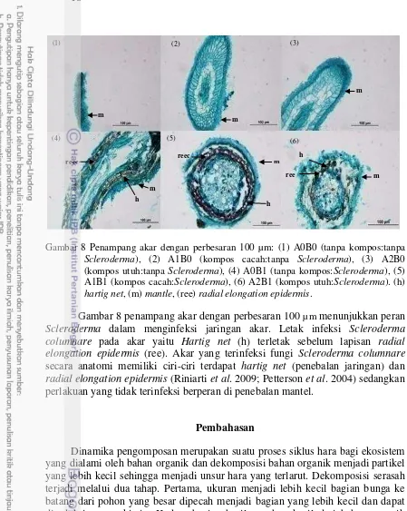 Gambar 8 Penampang akar dengan perbesaran 100 µm: (1) A0B0 (tanpa kompos:tanpa 