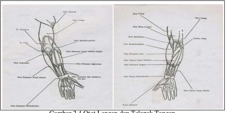 Gambar 2.4 Otot Lengan dan Telapak Tangan (Sumber : Evelyn C. Pearce, 1999: 111-112) 