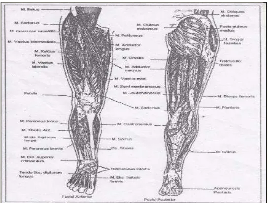 Gambar 2.5 Struktur otot tungkai dari depan dan belakang (Sumber : Evelyn C. Pearce, 1999:94-95) 