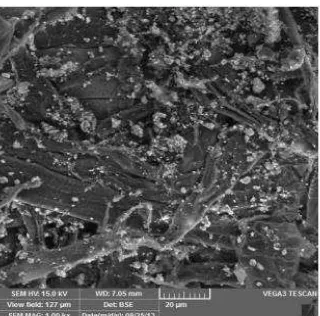 Gambar 4. Analisis Morfologi Nanopartikel Perak Menggunakan SEM  dengan Pembesaran 2000 Kali (Skala 20 µm) 