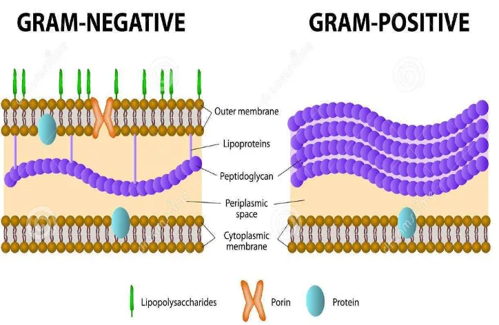 Gambar 9. Dinding Sel Bakteri Gram Positif dan Bakteri Gram Negatif (https://thumbs.dreamstime.com) 
