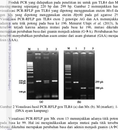 Gambar 2 Visualisasi hasil PCR-RFLP gen TLR4 (a) dan Mx (b). M (marker); 1-3 