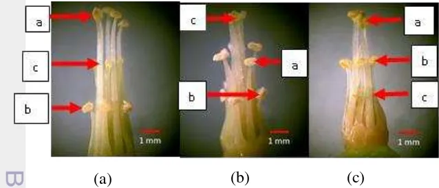 Gambar 1 Variasi letak pistil pada belimbing hutan (a) A. dolichocarpa pembibitan  (b)  A