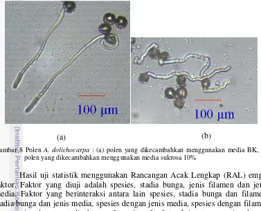 Gambar 8 Polen A. dolichocarpa a) : (a) polen yang dikecambahkan menggunakan media BK, (b) 