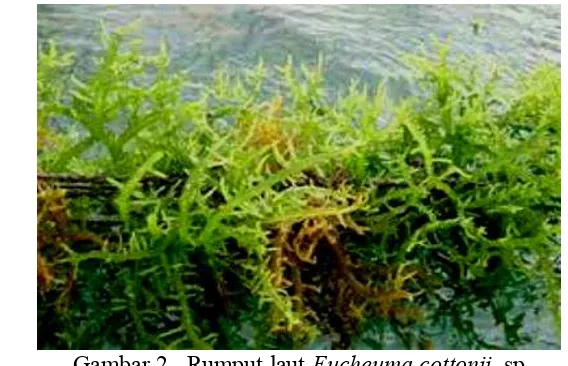 Gambar 2.  Rumput laut Eucheuma cottonii  sp  