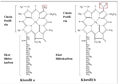 Gambar 4. Struktur molekul klorofil a dan klorofil b (Anonymous, 2013) 