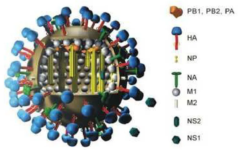 Gambar 1. Struktur Virus Avian Influenza (Kamps et al. 2007). 