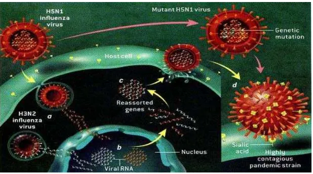 Gambar 2. Pertukaran gen HA dari dua virus berbeda (genome reassortment) (Whittaker 2001)