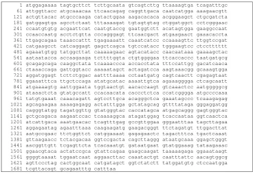 Gambar 3. Urutan kode sekuen nukleotida untuk gen hemaglutinin (HA) isolat A/Indonesia/TLL003/2006(H5N1); (NCBI 2010)