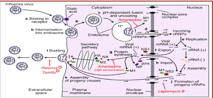 Gambar 5. Siklus replikasi virus influenza (Whittaker 2001) 