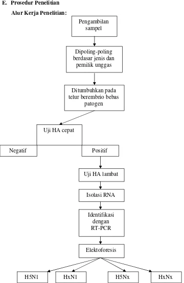 Gambar 7. Alur kerja penelitian isolasi dan identifikasi H5N1 