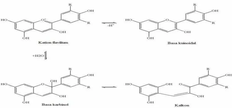 Gambar 6.  Berbagai bentuk kesetimbangan antosianin (Mateus dan Freitas, 2009)