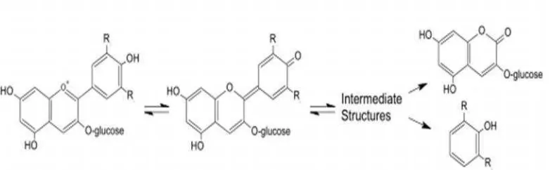 Gambar 7. Degradasi antosianin monoglukosida pada pH 3,7 oleh panas(Rein, 2005)