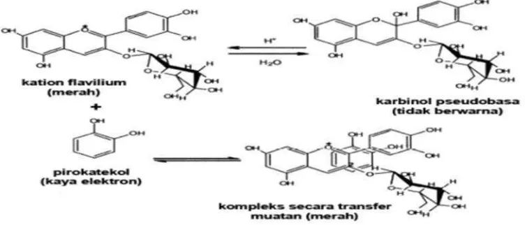 Gambar 10. Pembentukan ikatan melalui transfer muatan antosianin dengansenyawa fenolik (pirokatekol) (Castenada-Ovando et al., 2009)