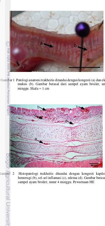 Gambar 1  Patologi anatomi trakheitis ditandai dengan kongesti (a) dan eksudat 