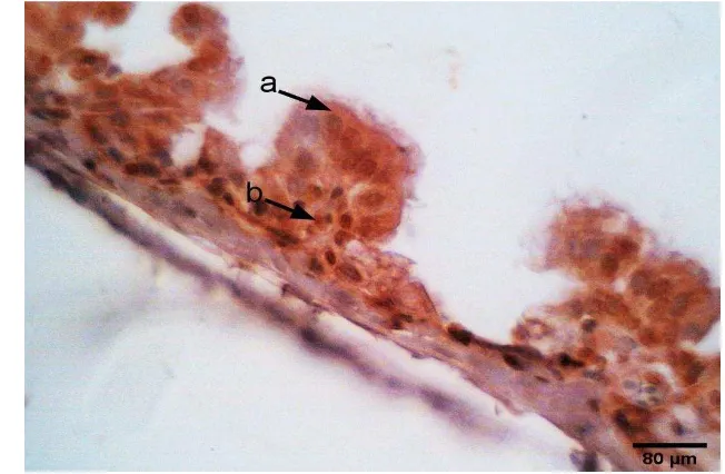 Gambar 3  Reaksi imunopositif VND trakhea pada sitoplasma sel-sel epitel mukosa 