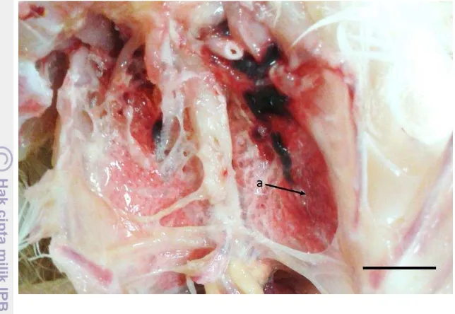 Gambar 5  Histopatologi paru-paru kongesti (a), edema (b), sel-sel inflamasi di dalam alveol (c) dan sel-sel inflamasi di dinding alveol (d)