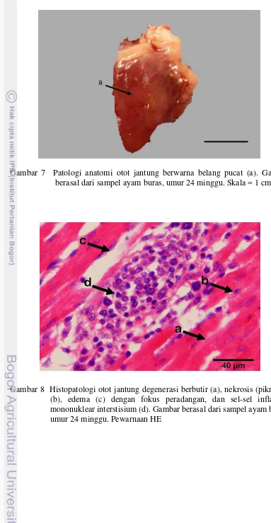 Gambar 8  Histopatologi otot jantung degenerasi berbutir (a), nekrosis (piknosis) (b), edema (c) dengan fokus peradangan, dan sel-sel inflamasi mononuklear interstisium (d)