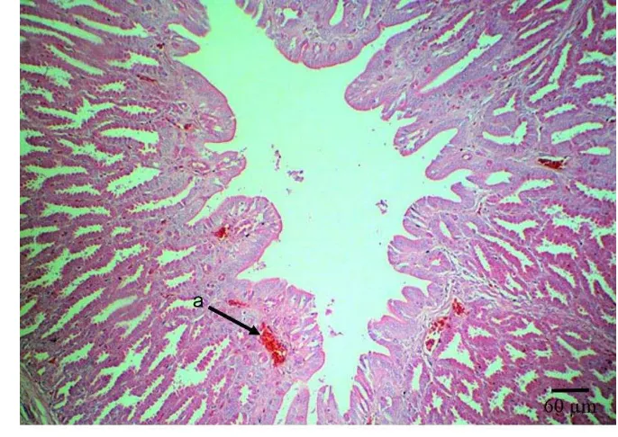 Gambar 12  Histopatologi kelenjar proventrikulus hemoragi (a). Gambar berasal 