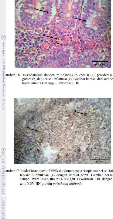 Gambar 17  Reaksi imunopositif VND duodenum pada sitoplasma sel-sel inflamasi lapisan submukosa (a) dengan derajat berat