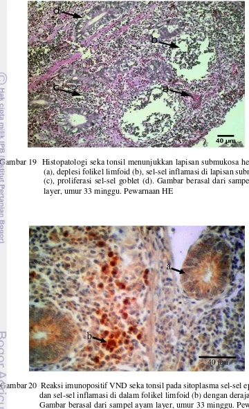 Gambar 20  Reaksi imunopositif VND seka tonsil pada sitoplasma sel-sel epitel (a) dan sel-sel inflamasi di dalam folikel limfoid (b) dengan derajat berat