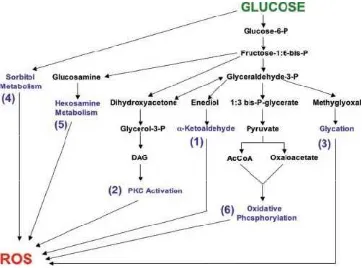 Gambar 1. Jalur metabolisme glukosa yang dapat menghasilkan ROS 
