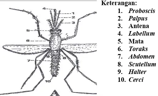 Gambar 1. Nyamuk  Anopheles aconitus (Djakaria, 1998) 