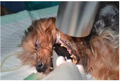 Gambar 2 Teknik pengambilan gambaran radiografi pada gigi premolar dan molar mandibular anjing 