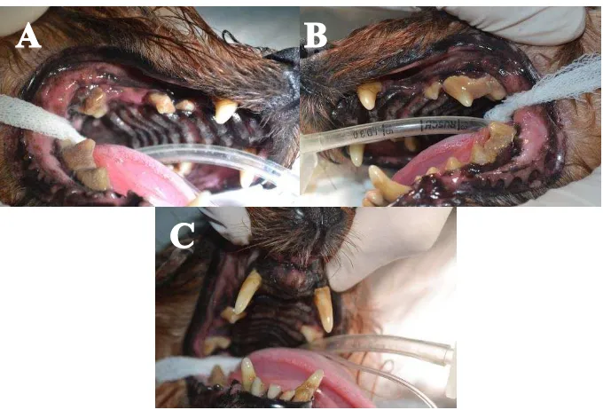 Gambar 5 Diagram hasil pemeriksaan gigi anjing 