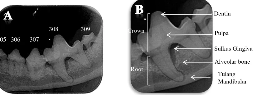 Gambar 6 a) Hasil radiografi gigi premolar dan molar mandibular anjing  b) Gambaran radiografi bagian-bagiuan gigi anjing 