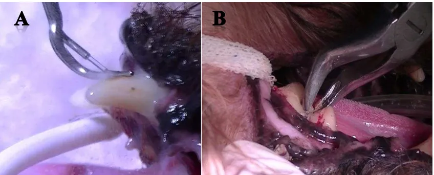 Gambar 8 Pembersihan gigi dengan a) Scaling gigi pada caninus 204 anjing  b) Extraction forceps pada gigi molar 408 dan 409 anjing 