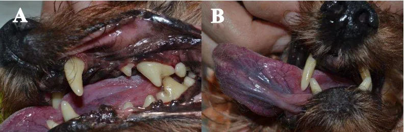 Gambar 10 Hasil gigi anjing yang sudah dibersihkan dari plak a) Tampak kiri b) 