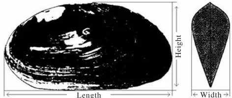 Figure 1. Measurement used in this study was based on McMichael andHiscock (1958).