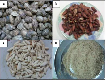 Gambar 5. Preparasi buah ketapang, (a) buah ketapang yang dikeringkan, (b) biji buah ketapang, (c) biji ketapang yang telah diambil kulit arinya, (d) bubuk biji ketapang yang telah dikeringkan selama 2 jam dengan suhu 100 oC