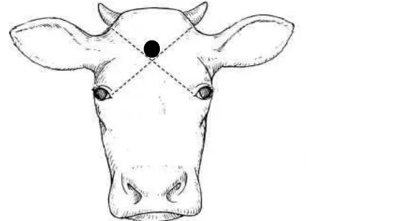 Gambar 2    Posisi terbaik untuk memingsankan sapi dengan captive bold stun  gun nonpenetratif 