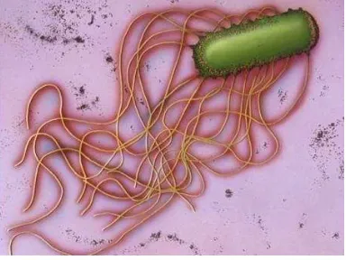 Gambar 2.1. Gambaran mikroskopis Escherichia coli (Brooks et al, 2007) 