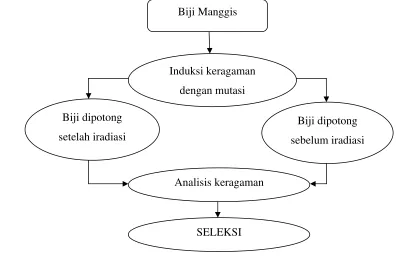 Gambar 1. Bagan alir penelitian Analisis Keragaman Genetik Manggis (Garcinia 
