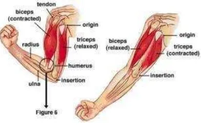 Gambar. 2  Otot lengan atas 