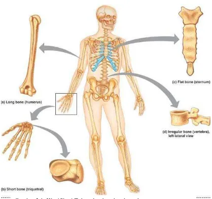 Gambar 2.1. Klasifikasi Tulang berdasarkan bentuk (sumber: Marieb, E.N., Hoehn, K., 2007