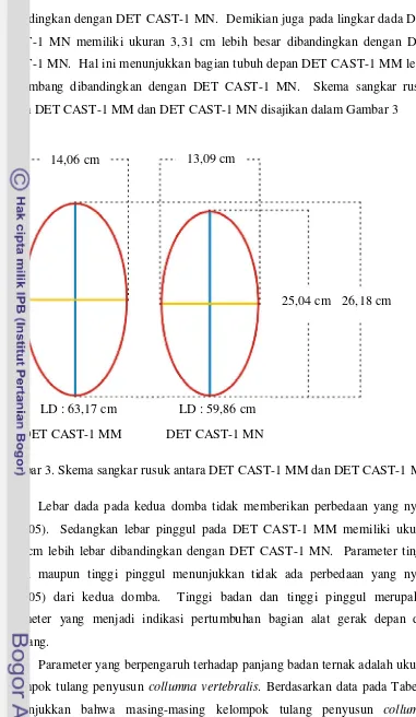 Gambar 3. Skema sangkar rusuk antara DET CAST-1 MM dan DET CAST-1 MN 