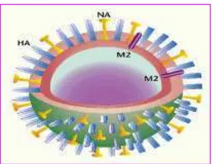 Gambar1. Virus Avian Influenza (sumber: Wibawan et al 2006) 