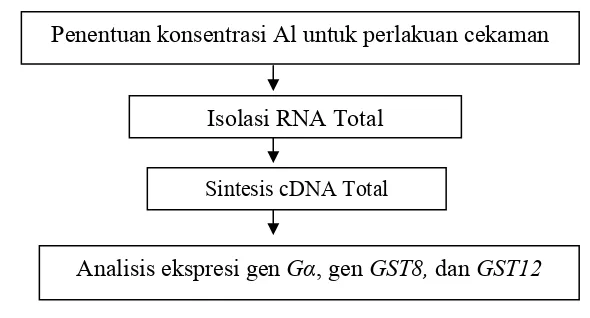 Gambar 1. Tahapan yang dilakukan dalam analisis ekspresi gen Gα dan GST  