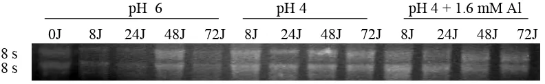 Gambar 2. RNA total akar kedelai kultivar Lumut pada perlakuan pH 6, pH 4 dan 