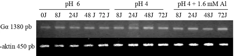 Gambar 5. Ekspresi gen Gα dan β-aktin pada pH 6, pH 4, dan pH 4+1.6 mM Al.                 