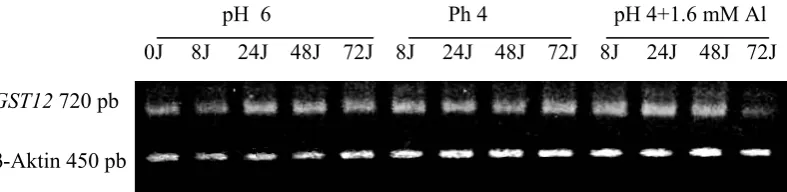 Tabel 7. Ekspresi baku gen GST12 pada perlakuan pH 4 dan pH 4+1.6 mM Al dibandingkan pH 6 