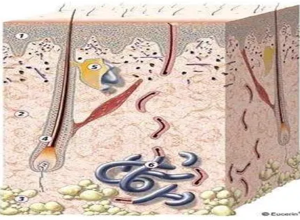 Gambar 1. Struktur kulit. Terdiri dari lapisan epidermis (1), dermis (2), subkutis (3), folikel rambut (4), kelenjar sebaseus(5) dan kelenjar keringat (6)